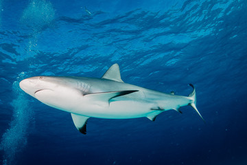 Tiger sharks 