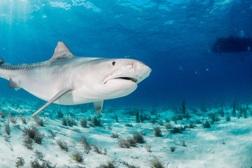 Fototapeta premium Tiger sharks 