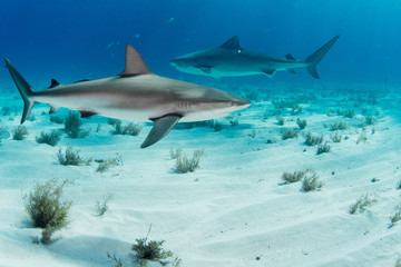 Tiger sharks 