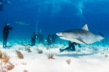 Obraz premium Tiger sharks 