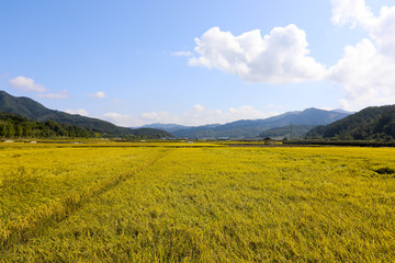 Autumn rice field scenery. Chungcheongbuk-do, South Korea