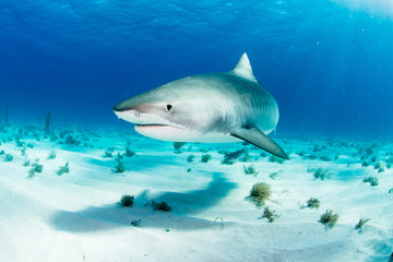 Fototapeta premium Tiger Shark swimming arround
