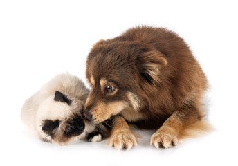 Obraz premium birman cat and lapinkoira