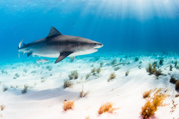 Tiger Shark swimming arround