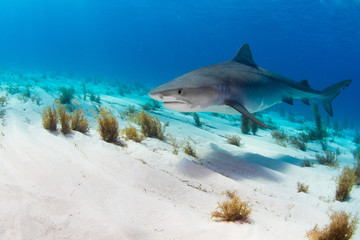 Fototapeta premium Tiger Shark swimming arround
