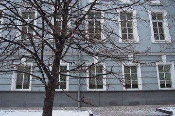 Classical urban architecture. Winter tree without leaves on the background of the gray wall of a historic building with white decor of window openings.