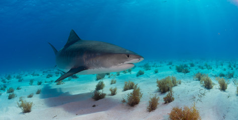 Fototapeta premium Tiger Shark swimming arround