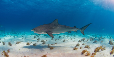 Tiger Shark swimming arround