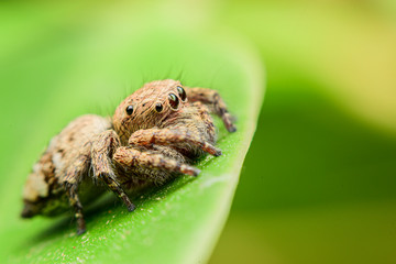 spider