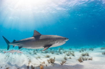Fototapeta premium Tiger Shark swimming arround