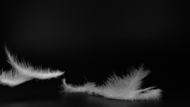 Slow motion video shot of white fluffy feathers flying over black background