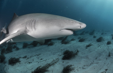 Fototapeta premium Sharks swimming arround