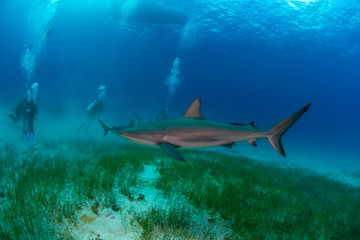 Sharks swimming arround