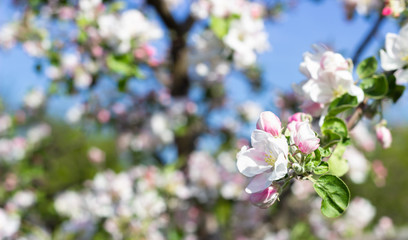 Naklejka na ściany i meble White and pink apple tree flowers in springtime. Blurred floral background. Apple blossom in early spring.