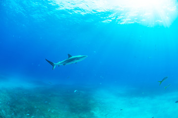 Sharks swimming arround