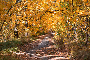 Path in the autumn forest