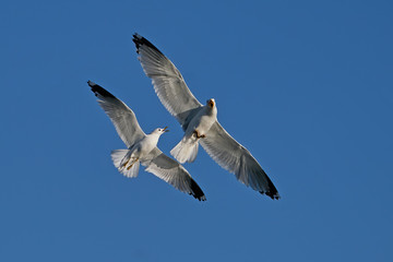Fototapeta na wymiar Common gull (Larus canus) and European herring gull (Larus argentatus)