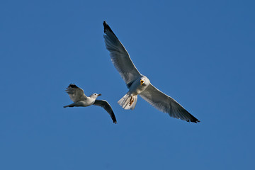 Common gull (Larus canus) and European herring gull (Larus argentatus)