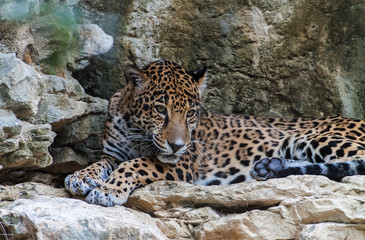 Fototapeta na wymiar Jaguar (Panthera onca) San Antonio, Texas, USA