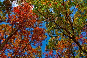 Fall Color on the Rose River Fire Road, Shenandoah National Park, Virginia, USA