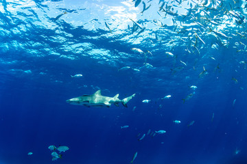 Fototapeta na wymiar Sharks swimming arround