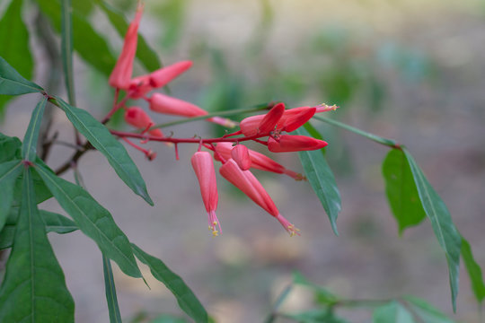 Red flower of Bitterwood or Quassia is Thai herb. The properties of the root is to help fever and aid digestion.