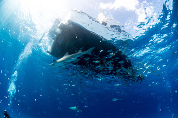 Fishes and boat