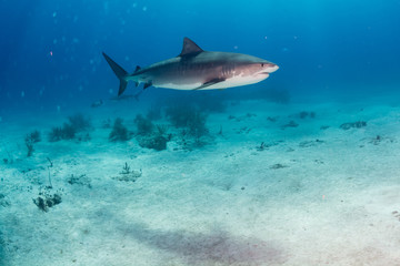 Tiger Shark swimming arround