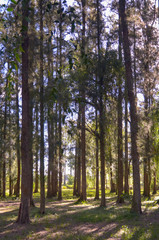 forest in autumn