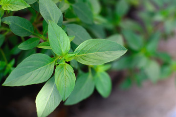 Basil green leaves with natural background.