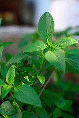 Basil green leaves with natural background.