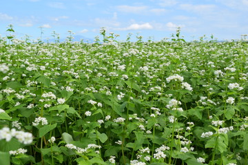 Fototapeta na wymiar 白い花 蕎麦畑