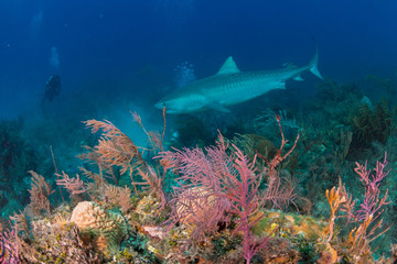 Fototapeta na wymiar Tiger Shark swimming arround