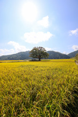 Autumn landscape with yellow rice field and big zelkova. Chungcheongbuk-do, South Korea