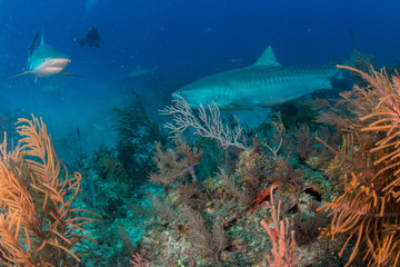 Fototapeta na wymiar Tiger Shark swimming arround