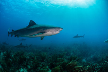 Tiger Shark swimming arround