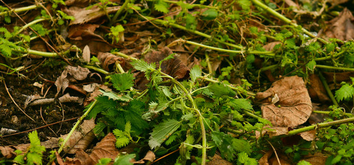 Forest ground. Dry leaves and green plants (nettles) lie on the dark surface of the ground in the forest. Nature background. 