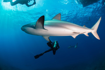 Fototapeta premium Reef Sharks swimming