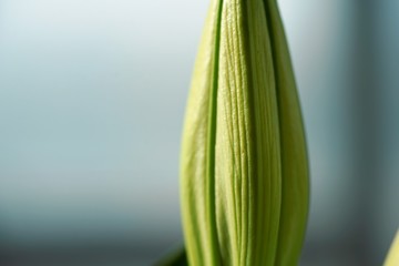 close up of a green lily bud
