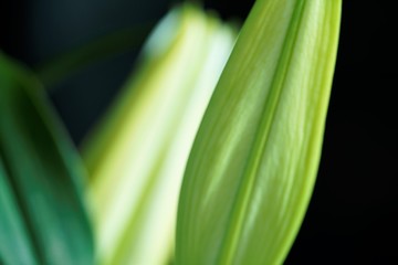 close up of green lily bud