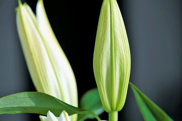 lily of the valley in spring