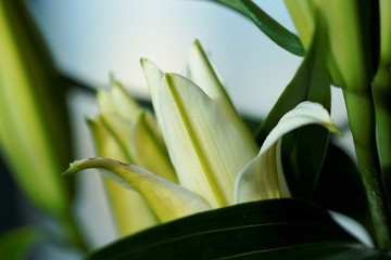 Naklejka na ściany i meble lily of the valley in the garden