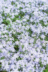 Obraz premium Light purple little flowers blossom on the ground