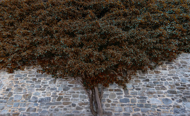 tree near the wall of the house