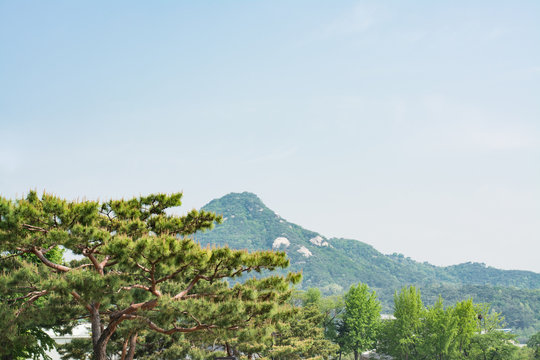 Pine trees grow in the garden with mountain abd blue sky background
