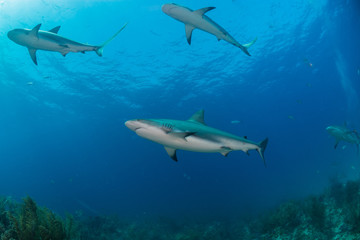 Reef Sharks swimming