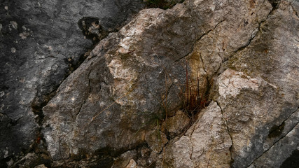 The texture of the rocks. Closeup of a mountain, rock with many cracks and different shades. The stone is covered with moss and melting snow. Template.