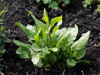 Agricultural background.Sorrel Bush grows on the garden plot.A lot of vitamins.