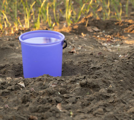 A bucket of water in the garden for watering the plants