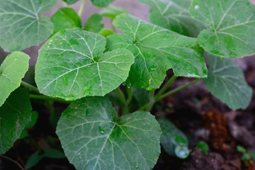 Pumpkin leaves with natural background.